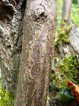 Tronc à l'écorce grise plutôt lisse et tachée de lenticelles quand le sujet est jeune puis se crevassant avec l'âge. Agrandir dans une nouvelle fenêtre (ou onglet)