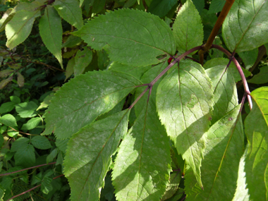 Feuilles opposées comportant 3 à 7 folioles lancéolées. Agrandir dans une nouvelle fenêtre (ou onglet)