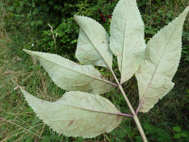 Face inférieure de la feuille. Agrandir dans une nouvelle fenêtre (ou onglet)