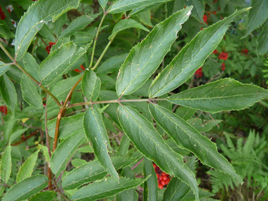 Feuilles opposées comportant 3 à 7 folioles lancéolées. Agrandir dans une nouvelle fenêtre (ou onglet)