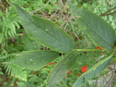 Feuilles opposées comportant 3 à 7 folioles lancéolées. Agrandir dans une nouvelle fenêtre (ou onglet)