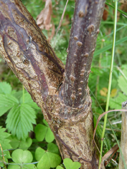 Tronc à l'écorce grise plutôt lisse et tachée de lenticelles quand le sujet est jeune puis se crevassant avec l'âge. Agrandir dans une nouvelle fenêtre (ou onglet)