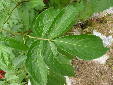 Feuilles opposées comportant 3 à 7 folioles lancéolées. Agrandir dans une nouvelle fenêtre (ou onglet)