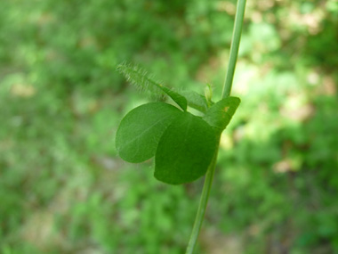 Feuilles poilues composées de 3 folioles à la base desquelles se trouvent 2 stipules légèrement plus petites. Agrandir dans une nouvelle feuille (ou onglet)