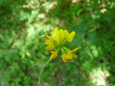 Fleurs de couleur jaune regroupées par 6 à 12 à l'extrémité de puissants pédoncules. Agrandir dans une nouvelle fenêtre (ou onglet)