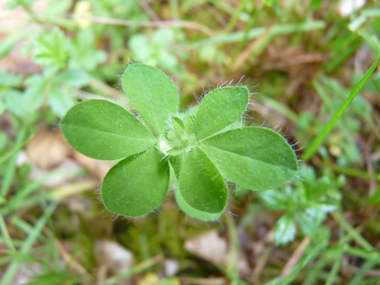 Feuilles poilues composées de 3 folioles à la base desquelles se trouvent 2 stipules légèrement plus petites. Agrandir dans une nouvelle feuille (ou onglet)