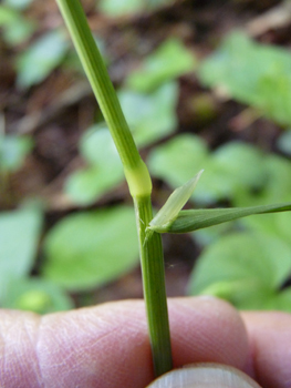 Tige cylindrique, d'abord couchée puis dressée dotée d'une longue ligule pointue. Agrandir dans une nouvelle fenêtre (ou onglet)