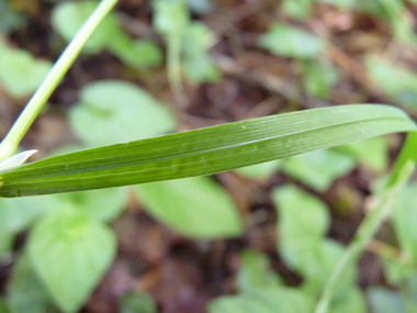 Feuille plane et rude, atteignant 6 mm de largeur accompagnée d'une longue ligule pointue. Agrandir dans une nouvelle fenêtre (ou onglet)