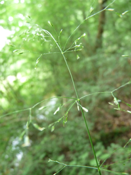 Panicule en forme de pyramide dotée de rameaux basilaires verticillés par 4 à 6. Agrandir dans une nouvelle fenêtre (ou onglet)