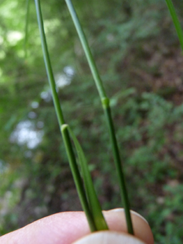 Tige cylindrique, d'abord couchée puis dressée dotée d'une longue ligule pointue. Agrandir dans une nouvelle fenêtre (ou onglet)