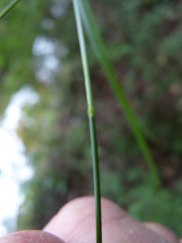 Tige cylindrique, d'abord couchée puis dressée dotée d'une longue ligule pointue. Agrandir dans une nouvelle fenêtre (ou onglet)