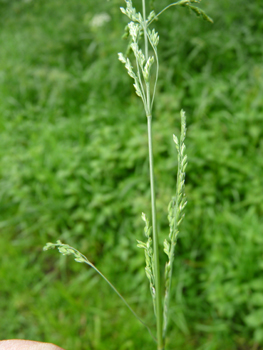 Panicule en forme de pyramide dotée de rameaux basilaires verticillés par 4 à 6. Agrandir dans une nouvelle fenêtre (ou onglet)