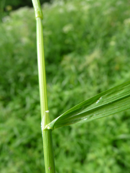 Feuille plane et rude, atteignant 6 mm de largeur accompagnée d'une longue ligule pointue. Agrandir dans une nouvelle fenêtre (ou onglet)