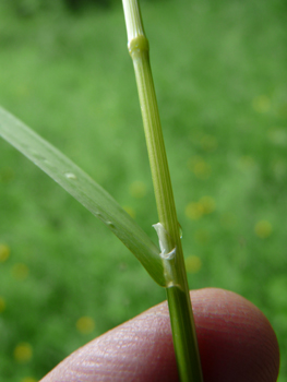 Feuille plane et rude, atteignant 6 mm de largeur accompagnée d'une longue ligule pointue. Agrandir dans une nouvelle fenêtre (ou onglet)