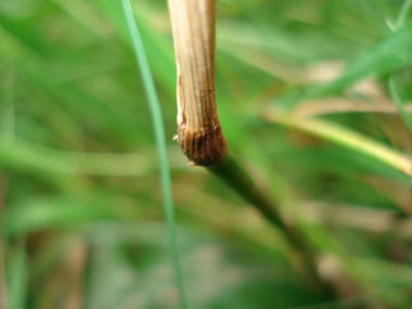 Tige cylindrique, d'abord couchée puis dressée dotée d'une longue ligule pointue. Agrandir dans une nouvelle fenêtre (ou onglet)