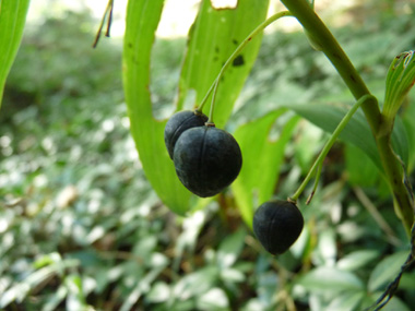 Fruits en forme de baie de couleur bleu sombre à maturité. Agrandir dans une nouvelle fenêtre (ou onglet)