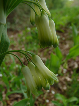 Fleurs étroites à bords longuement parallèles formant des clochettes pendantes au bout d'un mince pédoncule, groupées par 2 à 6. De couleur blanc teinté de vert, elles ne dégagent quasiment pas d'odeur. Agrandir dans une nouvelle fenêtre (ou onglet)