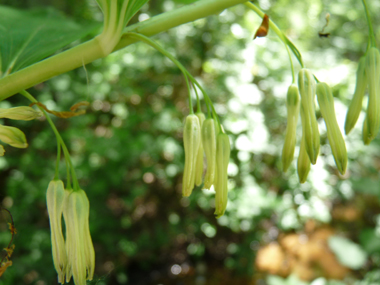 Fleurs étroites à bords longuement parallèles formant des clochettes pendantes au bout d'un mince pédoncule, groupées par 2 à 6. De couleur blanc teinté de vert, elles ne dégagent quasiment pas d'odeur. Agrandir dans une nouvelle fenêtre (ou onglet)