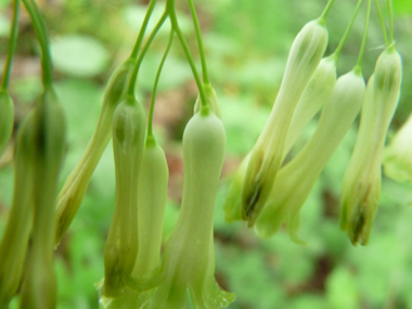 Fleurs étroites à bords longuement parallèles formant des clochettes pendantes au bout d'un mince pédoncule, groupées par 2 à 6. De couleur blanc teinté de vert, elles ne dégagent quasiment pas d'odeur. Agrandir dans une nouvelle fenêtre (ou onglet)