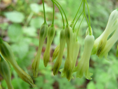 Fleurs étroites à bords longuement parallèles formant des clochettes pendantes au bout d'un mince pédoncule, groupées par 2 à 6. De couleur blanc teinté de vert, elles ne dégagent quasiment pas d'odeur. Agrandir dans une nouvelle fenêtre (ou onglet)