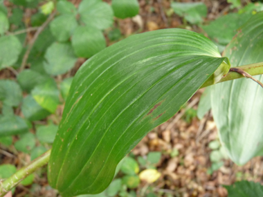 Feuilles alternes sessiles. Agrandir dans une nouvelle fenêtre ou onglet)