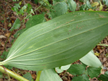 Face inférieure de la feuille. Agrandir dans une nouvelle fenêtre (ou onglet)