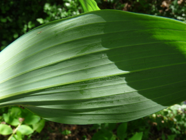 Face inférieure de la feuille. Agrandir dans une nouvelle fenêtre (ou onglet)