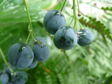 Fruits en forme de baie de couleur bleu sombre à maturité. Agrandir dans une nouvelle fenêtre (ou onglet)