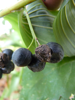 Fruits en forme de baie de couleur bleu sombre à maturité. Agrandir dans une nouvelle fenêtre (ou onglet)