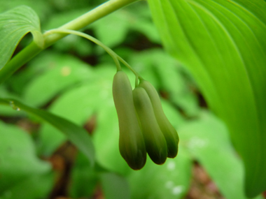 Fleurs étroites à bords longuement parallèles formant des clochettes pendantes au bout d'un mince pédoncule, groupées par 2 à 6. De couleur blanc teinté de vert, elles ne dégagent quasiment pas d'odeur. Agrandir dans une nouvelle fenêtre (ou onglet)