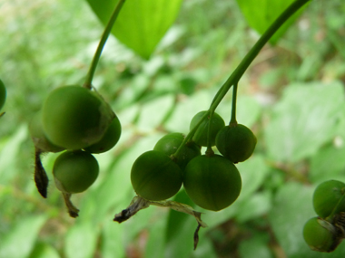 Fruits en forme de baie de couleur bleu sombre à maturité. Agrandir dans une nouvelle fenêtre (ou onglet)