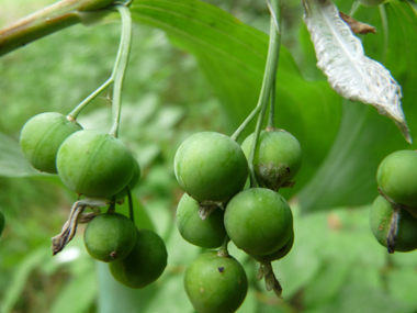 Fruits en forme de baie de couleur bleu sombre à maturité. Agrandir dans une nouvelle fenêtre (ou onglet)