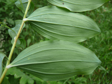 Face inférieure de la feuille. Agrandir dans une nouvelle fenêtre (ou onglet)