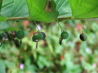 Fruits en forme de baie de couleur bleu sombre à maturité. Agrandir dans une nouvelle fenêtre (ou onglet)