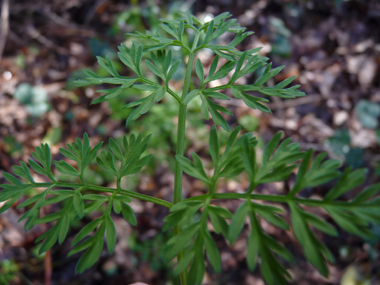 Feuilles divisées 2 voire 3 fois. Les basales sont pétiolées et donnent une impression d'être triangulaires tandis que les caulinaires sont sessiles. Agrandir dans une nouvelle fenêtre (ou onglet)