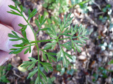 Feuilles divisées 2 voire 3 fois. Les basales sont pétiolées et donnent une impression d'être triangulaires tandis que les caulinaires sont sessiles. Agrandir dans une nouvelle fenêtre (ou onglet)