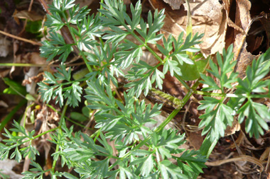 Feuilles divisées 2 voire 3 fois. Les basales sont pétiolées et donnent une impression d'être triangulaires tandis que les caulinaires sont sessiles. Agrandir dans une nouvelle fenêtre (ou onglet)