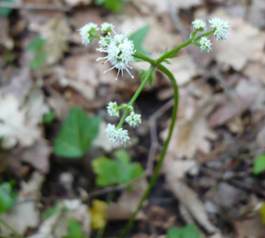 Fleurs blanches ou roses formant des ombelles comportant de 3 à 5 rayons. Des bractées très découpées sont présentes à la base des fleurs. Agrandir dans une nouvelle fenêtre (ou onglet)