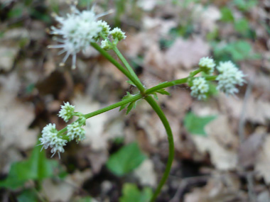 Fleurs blanches ou roses formant des ombelles comportant de 3 à 5 rayons. Des bractées très découpées sont présentes à la base des fleurs. Agrandir dans une nouvelle fenêtre (ou onglet)