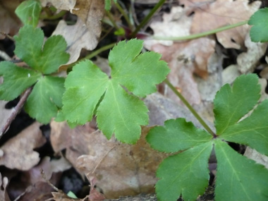 Feuilles caulinaires subsessiles et en petit nombre; feuilles basilaires dotées d'un long pétiole, nettement palmées et comportant 3 ou 5 segments. Agrandir dans une nouvelle fenêtre (ou onglet)