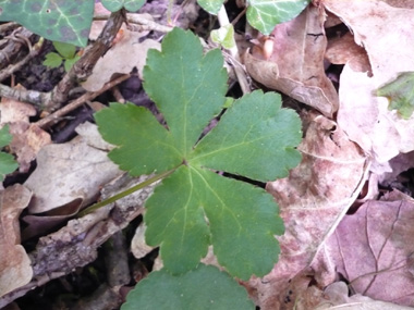 Feuilles caulinaires subsessiles et en petit nombre; feuilles basilaires dotées d'un long pétiole, nettement palmées et comportant 3 ou 5 segments. Agrandir dans une nouvelle fenêtre (ou onglet)