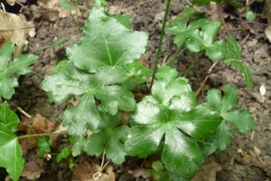 Feuilles caulinaires subsessiles et en petit nombre; feuilles basilaires dotées d'un long pétiole, nettement palmées et comportant 3 ou 5 segments. Agrandir dans une nouvelle fenêtre (ou onglet)