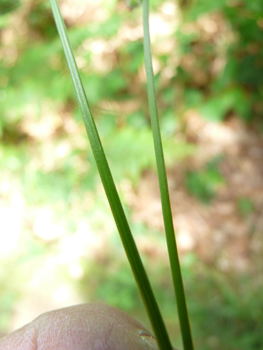 Tige simple dressée et striée. Agrandir dans une nouvelle fenêtre (ou onglet)