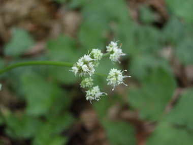 Fleurs blanches ou roses formant des ombelles comportant de 3 à 5 rayons. Des bractées très découpées sont présentes à la base des fleurs. Agrandir dans une nouvelle fenêtre (ou onglet)