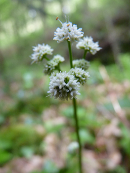 Fleurs blanches ou roses formant des ombelles comportant de 3 à 5 rayons. Des bractées très découpées sont présentes à la base des fleurs. Agrandir dans une nouvelle fenêtre (ou onglet)