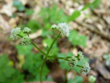 Fleurs blanches ou roses formant des ombelles comportant de 3 à 5 rayons. Des bractées très découpées sont présentes à la base des fleurs. Agrandir dans une nouvelle fenêtre (ou onglet)