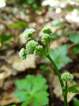 Fleurs blanches ou roses formant des ombelles comportant de 3 à 5 rayons. Des bractées très découpées sont présentes à la base des fleurs. Agrandir dans une nouvelle fenêtre (ou onglet)