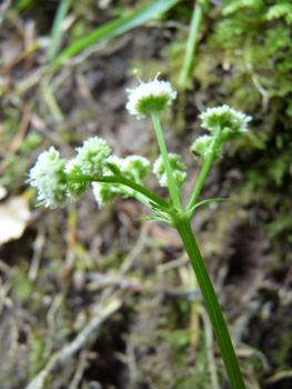 Fleurs blanches ou roses formant des ombelles comportant de 3 à 5 rayons. Des bractées très découpées sont présentes à la base des fleurs. Agrandir dans une nouvelle fenêtre (ou onglet)