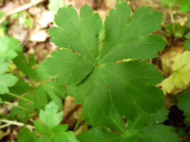 Feuilles caulinaires subsessiles et en petit nombre; feuilles basilaires dotées d'un long pétiole, nettement palmées et comportant 3 ou 5 segments. Agrandir dans une nouvelle fenêtre (ou onglet)