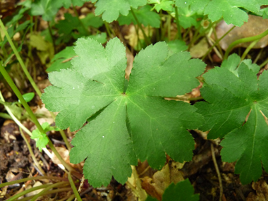 Feuilles caulinaires subsessiles et en petit nombre; feuilles basilaires dotées d'un long pétiole, nettement palmées et comportant 3 ou 5 segments. Agrandir dans une nouvelle fenêtre (ou onglet)